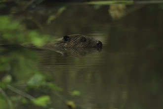 Beaver