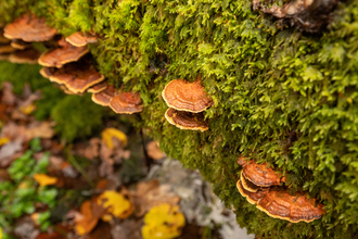 Close up of tree bark covered in moss and bracket fungi