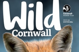 Cover of Wild Cornwall 155 Winter 2024 Issue. Features a close-up of a fox with text overlay discussing seasonal wildlife and conservation topics in Cornwall