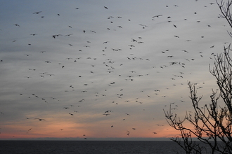 Gulls against a pinky-blue 