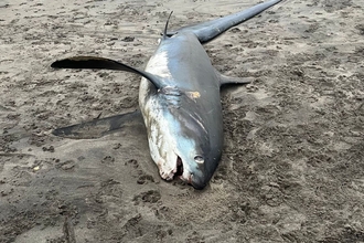 A thresher shark washed ashore on Par beach