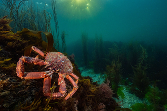 European spider crab