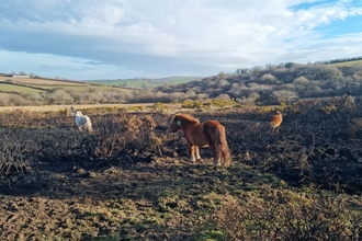 Shetland ponies on cornwall wildlife trust rosenannon downs nature reserve