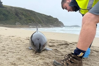 A stranded porpoise on a beach, with a volunteer in high stood to the left looking over the animal