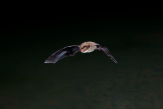 Daubenton's bat. Image by Dale Sutton/2020vision