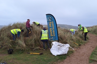 Volunteers removing Japanese rose