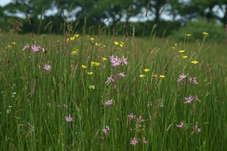 Greena Moor wildflowers