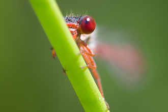 small red damselfly