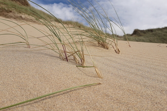 Marram grass in sand