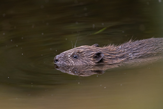 European beaver by Adrian Langdon
