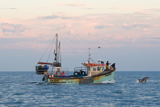 A bottlenose dolphin breaches beside a fishing boat out at sea at sunset