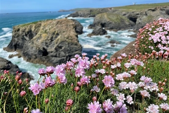 Sea thrift near Padstow. Image Matt Walpole