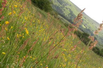 A view across a grassy meadow