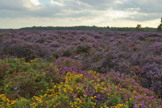 A view across flowering heathland, pink and purple heather with a sunset in the background.