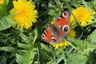 A peacock butterfly perches on mixed vegetation, including dandelions