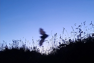 A bat above a hedge flies across a night sky