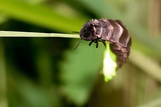 close up of a glow worm on a leaf