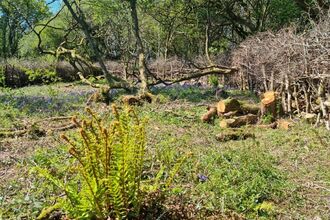 Coppicing works, Helman Tor