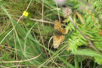 A small butterfly amongst grass and green ferns