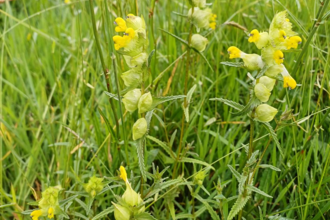 yellow rattle in field