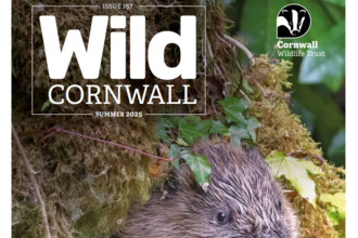 Cover of Wild Cornwall magazine issue 157 - a beaver pops out of a mossy tree