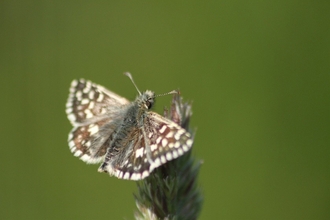 a brown butterfly on a plant