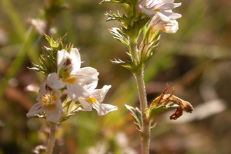 A flower from a sand dune