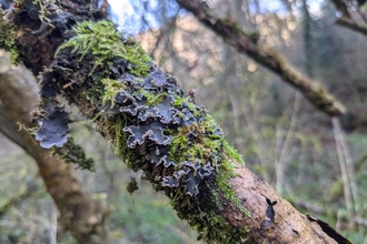 Close up of black flowery-edged lichen and moss on a tree branch
