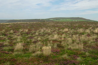 Heathland landscape 