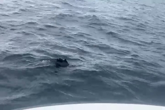 a injured dolphin in the sea