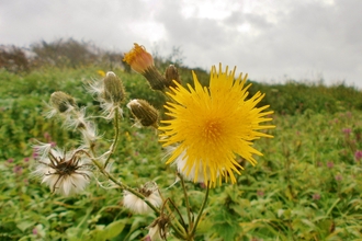 A sow-thistle against a green background