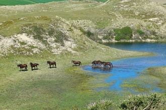 Looking down on six ponies walking out of a lake amongst grass covered sand dunes