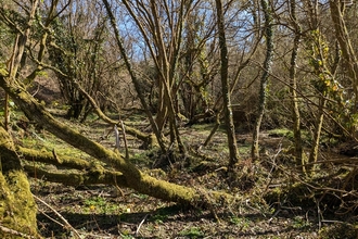A woodland with trees covered with lichens and mosses, typical of a temperate rainforest habitat