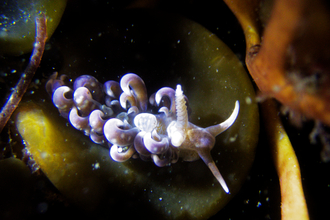 Sea slug with purple curls