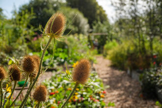 Teasels at South Bosent garden - photo taken by volunteer photographer Adam Fozard