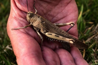 A close up of a hand holding a locust, grass in the background