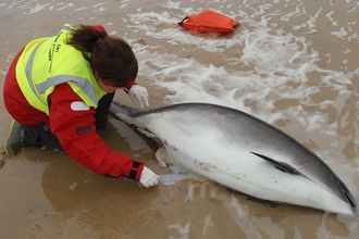 A lady in a red coat with a yellow hi vis jacket on attends to a stranded marine mammal in the shallow