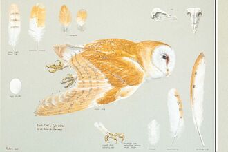 Illustration of three bird species with detailed feathers, skulls, and eggs on a light grey background.