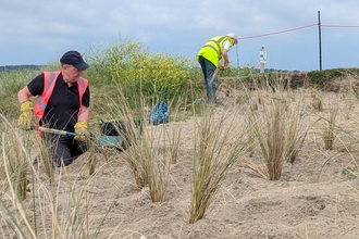 Two people in high-vis are planting marram grass in a sand dune