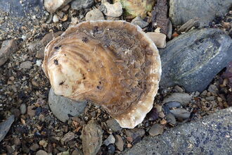 A native oyster is shown against a rocky beach background