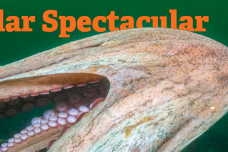 Photo of an octopus with title tentacular spectacular in orange photo by Kirsty Andrews