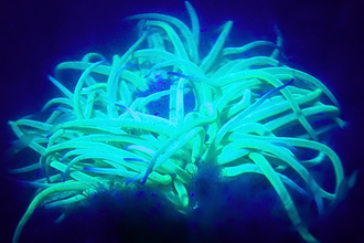 Biofluorescent anenome