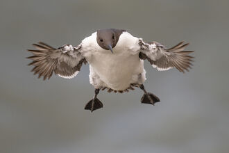 Guillemot is pictured flying towards the camera in a comical position