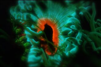 Macro close up image from Rockpool (film)