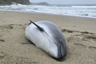 Dead Pregnant Porpoise