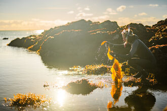 a snorkeller picking up kelp on the shoreline