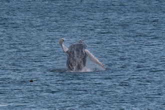 Humpy the humpback whale spotted off the cornwall coast