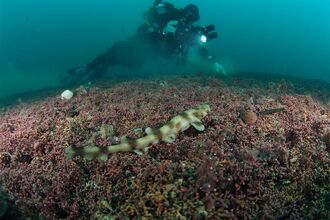 Diver over maerl with a catshark