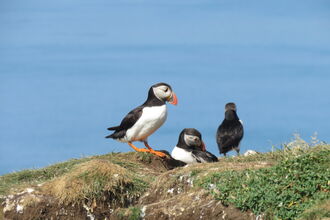 Puffins on an island