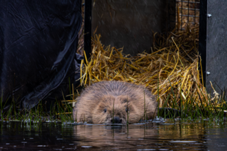 A beaver entering water at Helman Tor, Cornwall